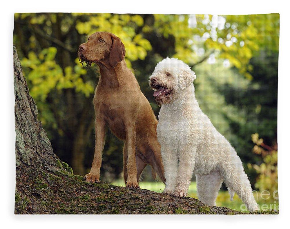 Wire Haired Vizsla And Lagotto Romagnolo Fleece Blanket By John