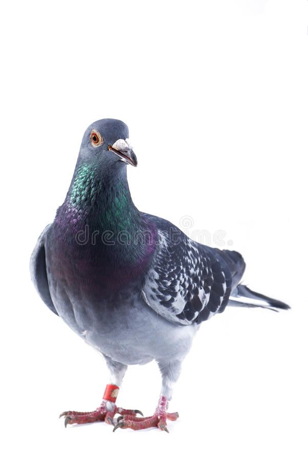 Pigeon Portrait Of Isolated On White Background