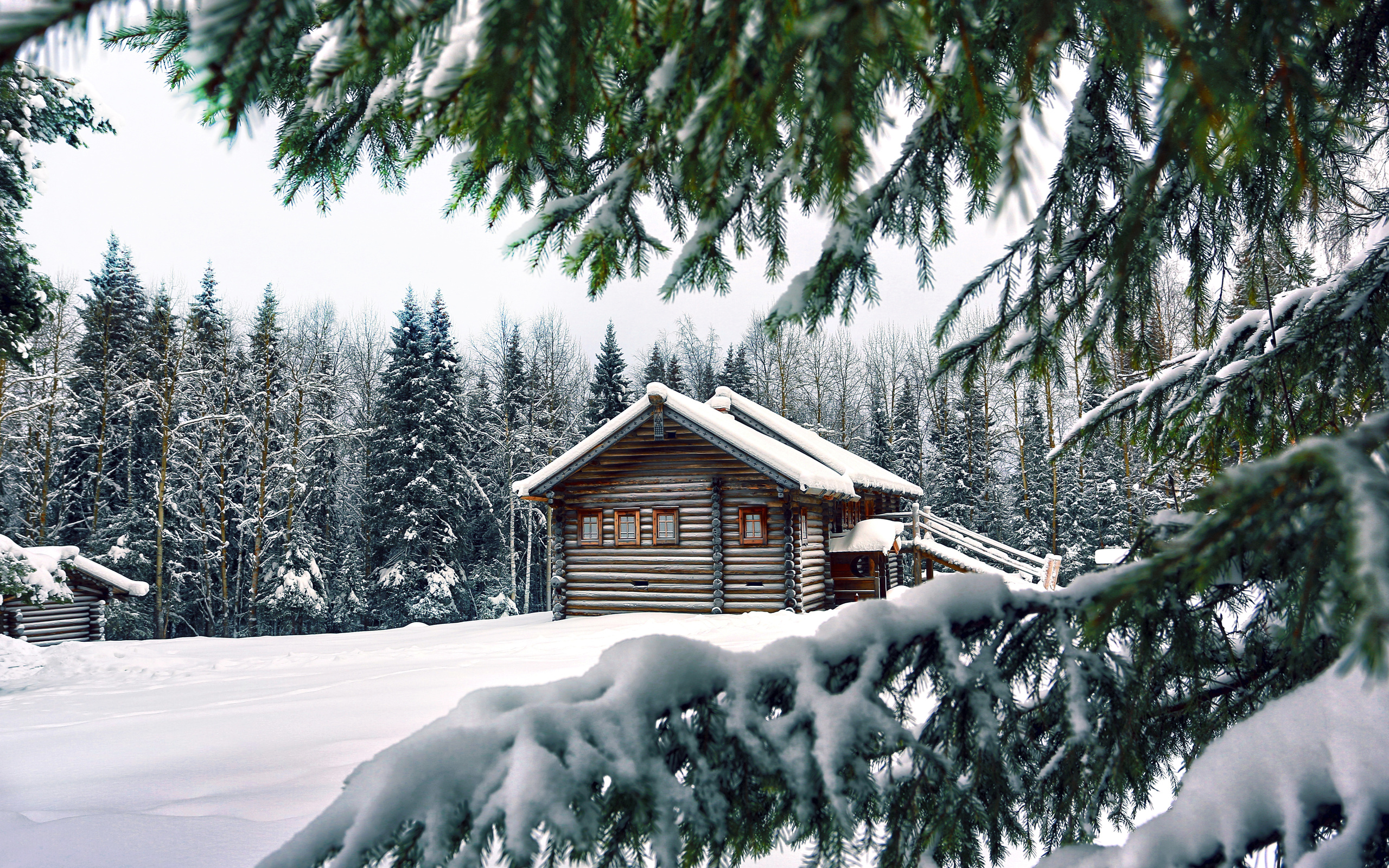 Snow winter house pine needles spruce trees wallpaper 2560x1600