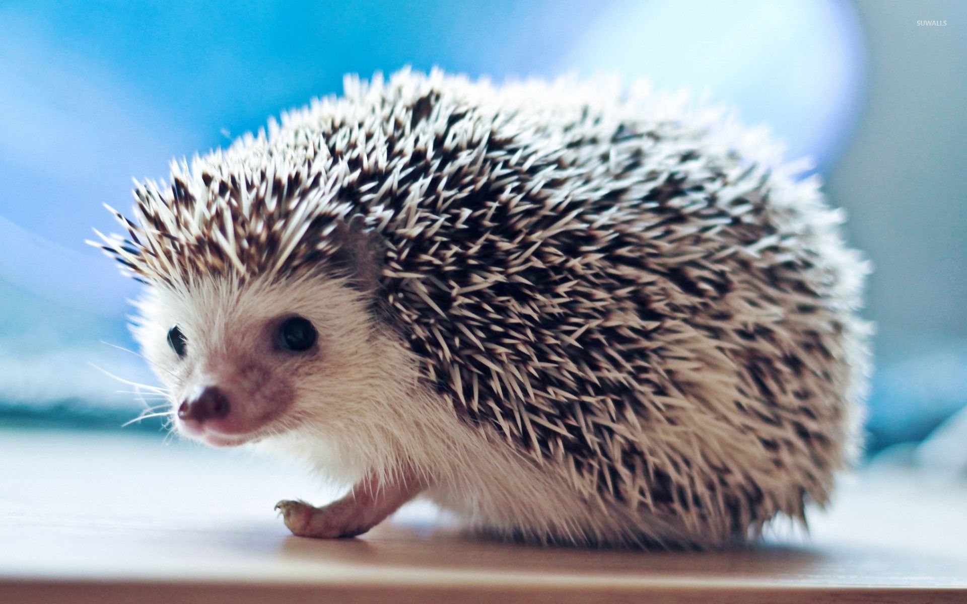 Cute hedgehog wallpaper   Animal wallpapers   27186