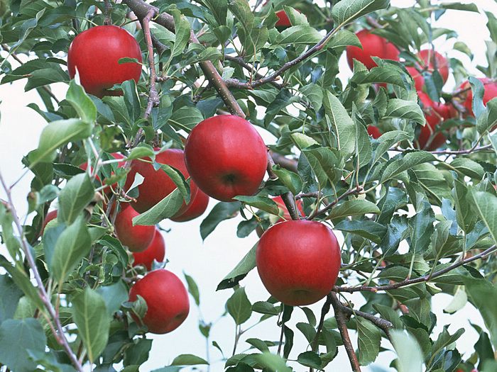 Apples Abundant Harvest of Fruit Apples on Tree Apple Tree