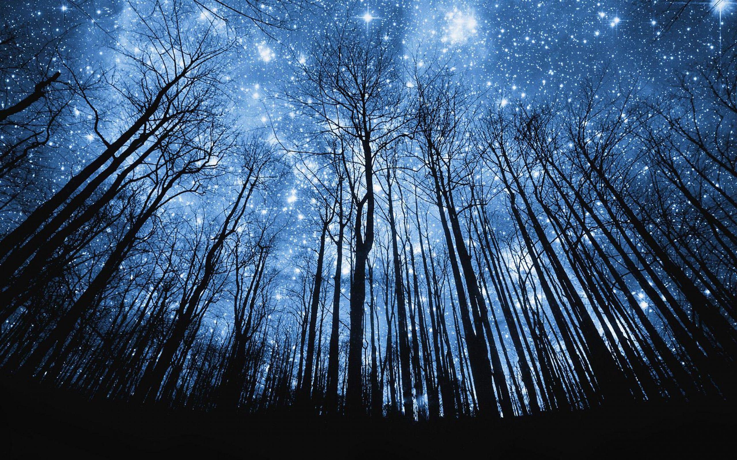 Night Forest Wallpaper On