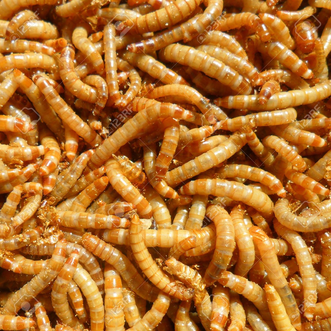 Many Ugly Worms As Background Stock Photo Picture And Royalty