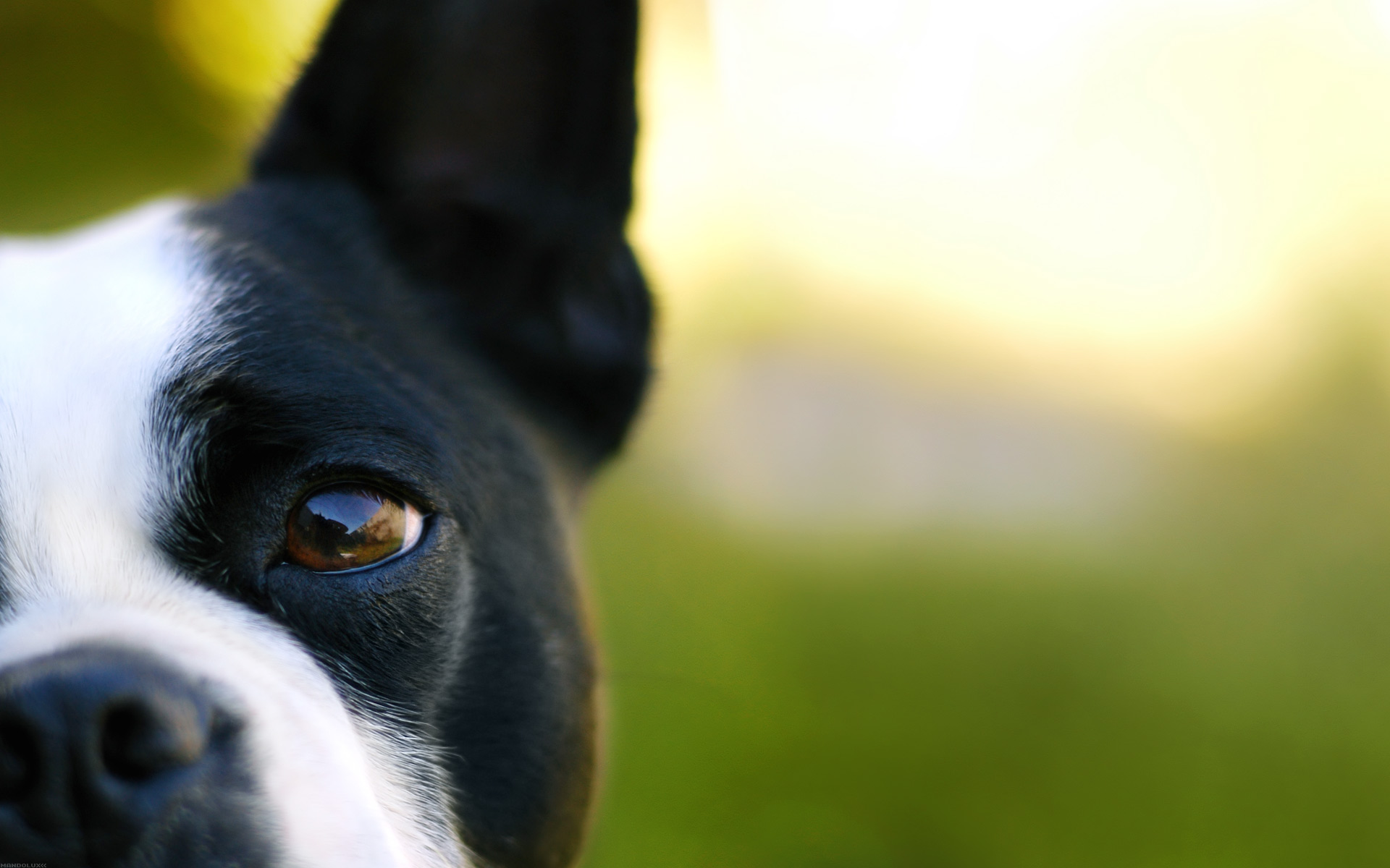 French Bulldog HD Wallpaper