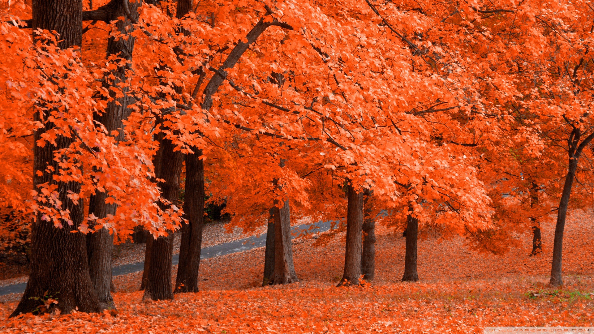 Beautiful Autumn Leafage Wallpaper