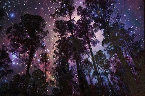 Beautiful Forest Galaxy Night Silhouette Image On Favim