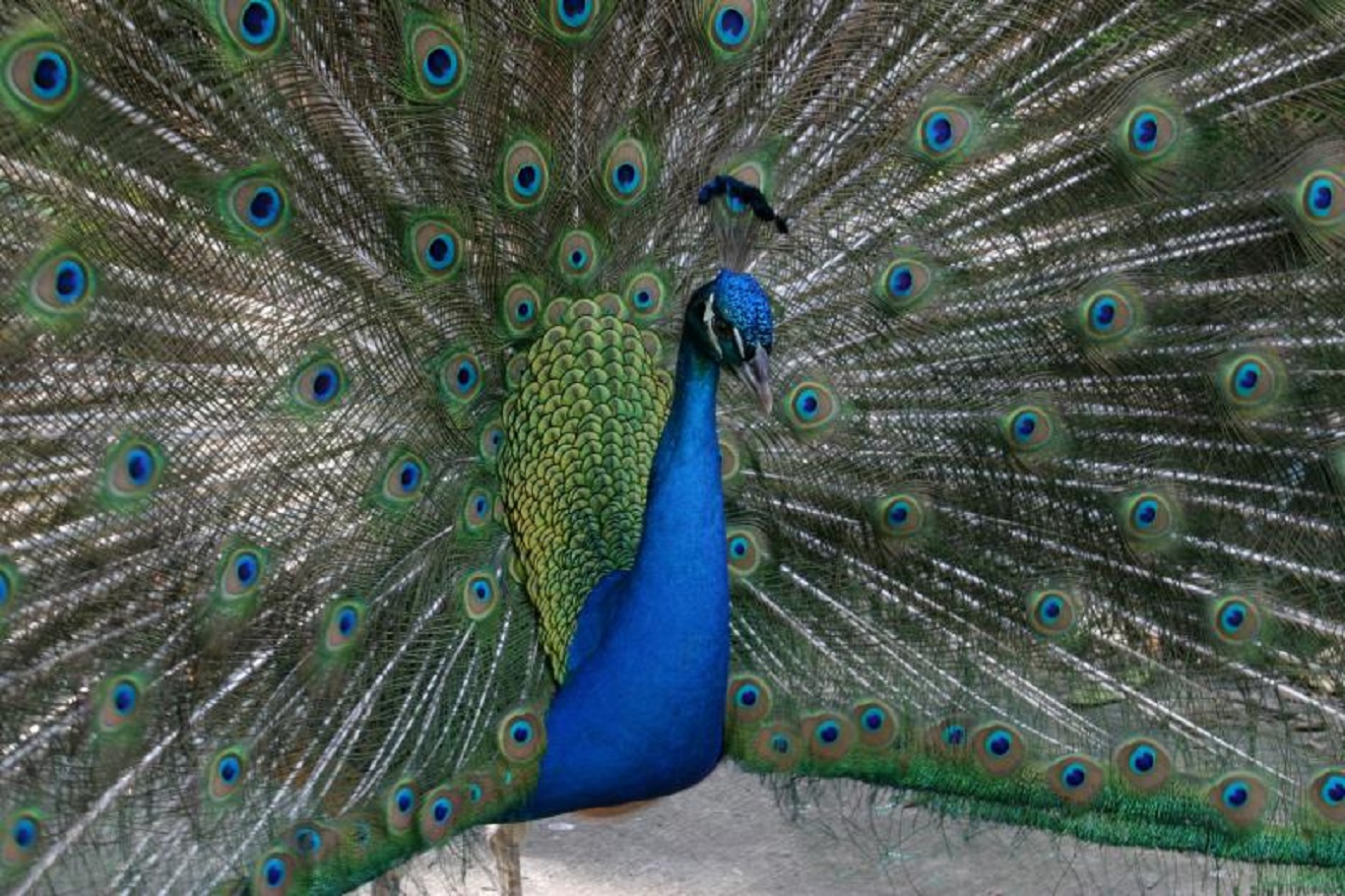 Beautiful Peacock Wallpaper