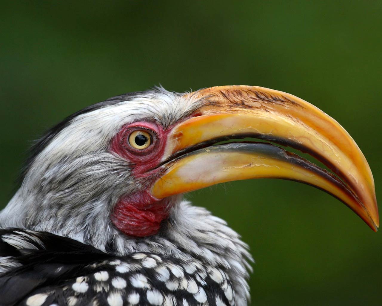 Read Rmation About The Yellow Billed Hornbill