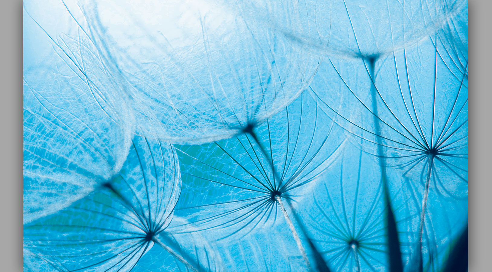 [49+] Wall Mural Wallpaper Canada WallpaperSafari