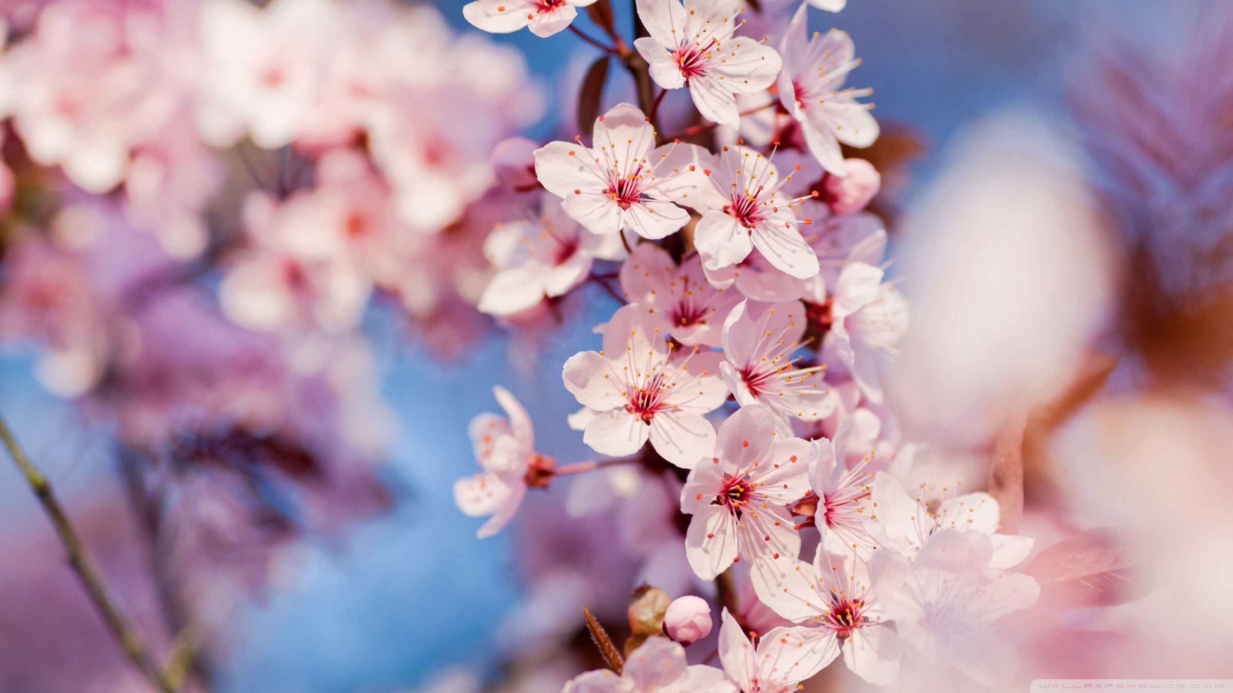 Blooming Pink Cherry Blossom   Pink Color Wallpaper 34590853