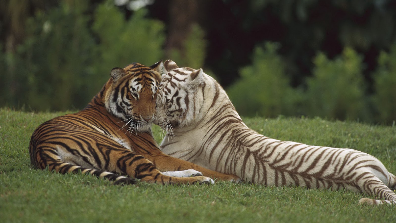 Wallpaper With Two Cuddling Tigers
