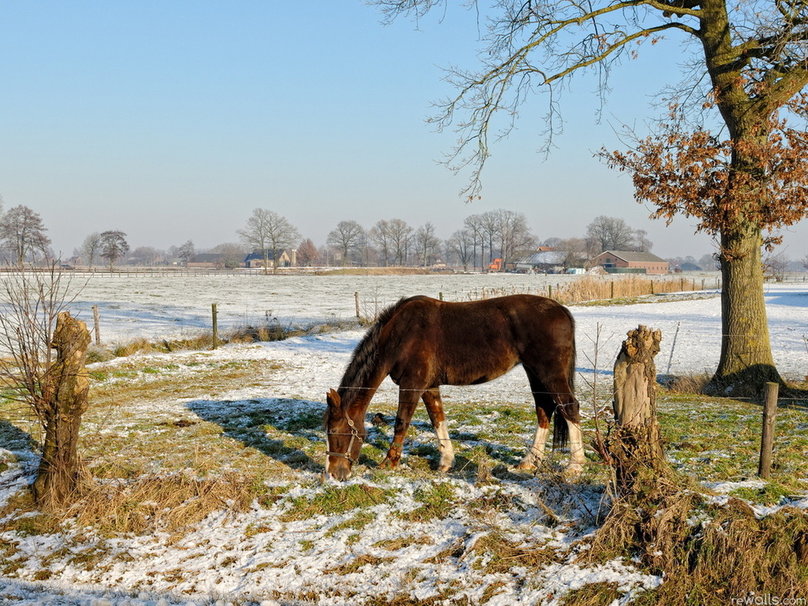 Horse In Early Winter Wallpaper