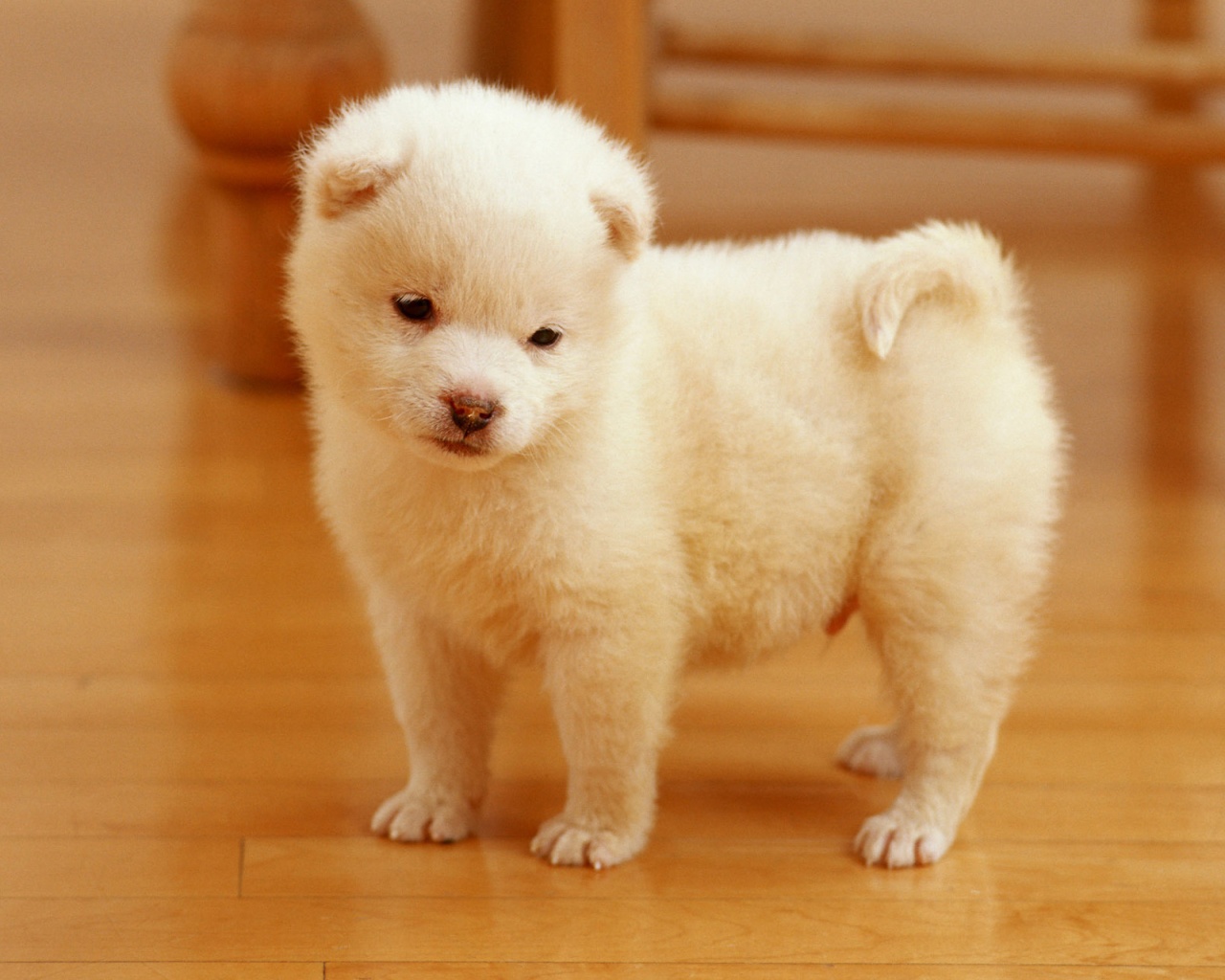 Rare Pictures Here Is The Collection Of Cute Puppies Wallpaper