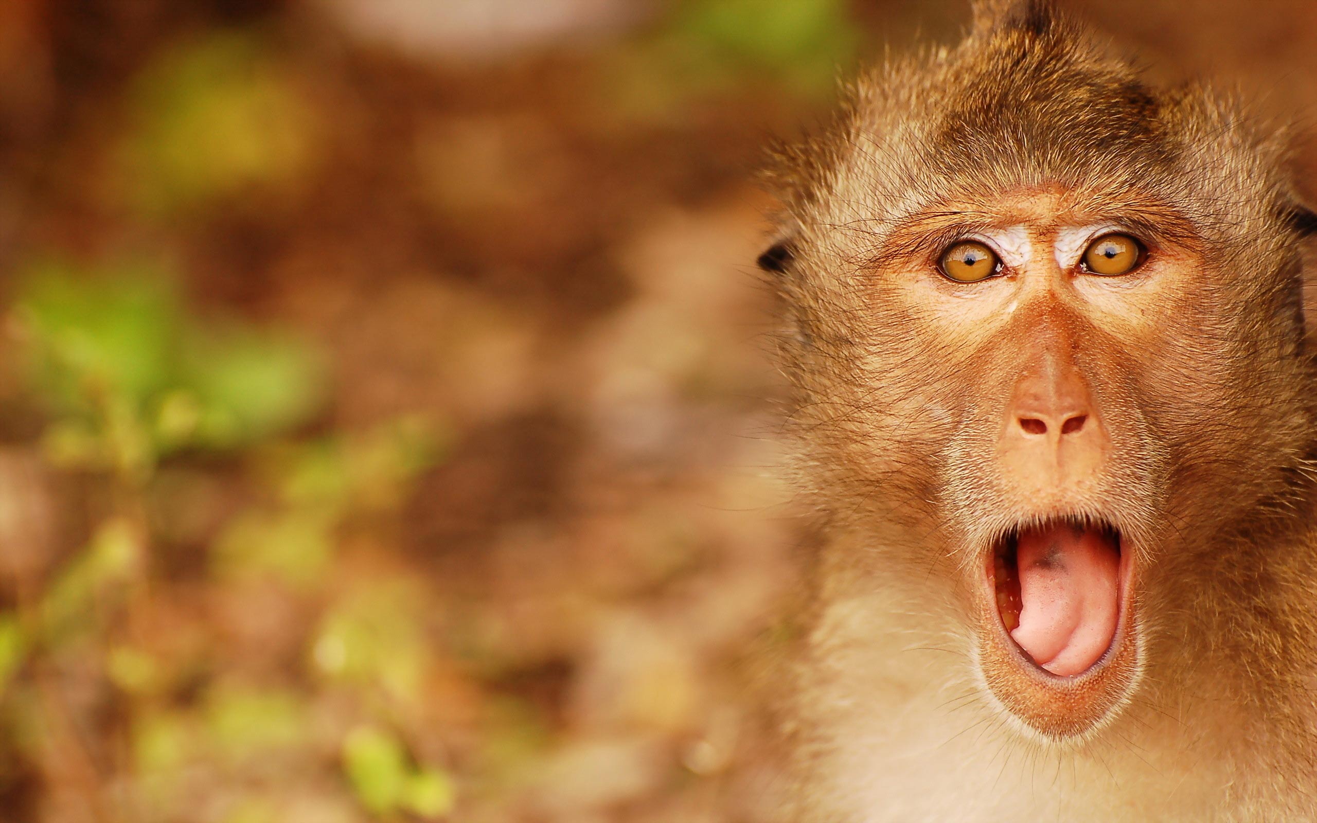Pics Photos Funny Monkey Desktop Wallpaper