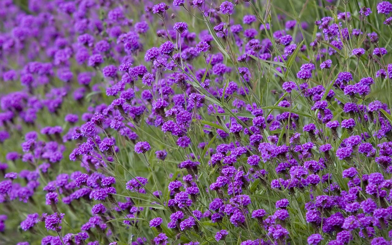 Related Pictures Flower Photos Purple Flowers On Green Background