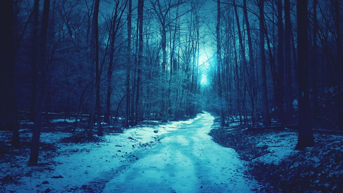 The Winter Snow Forest Shallow Blue Background Widescreen Wallpaper