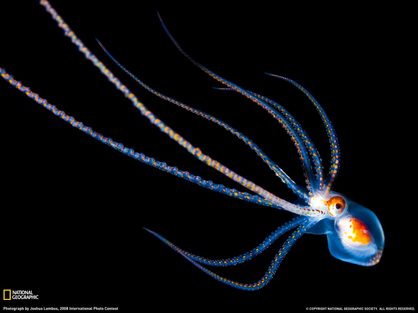 Octopus Photo Hawaii Wallpaper National Geographic Of The Day