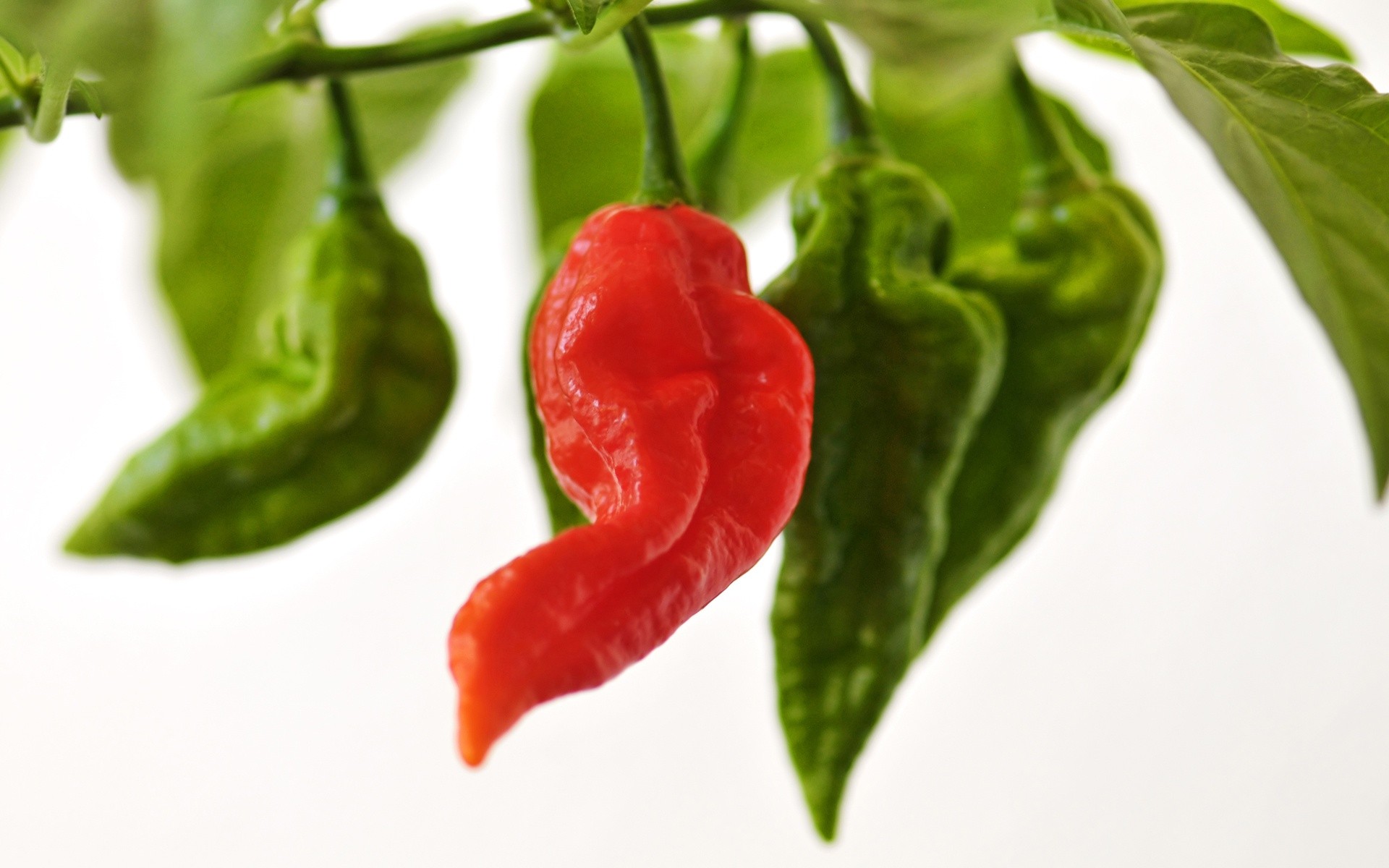 Green Chili Peppers Wallpaper