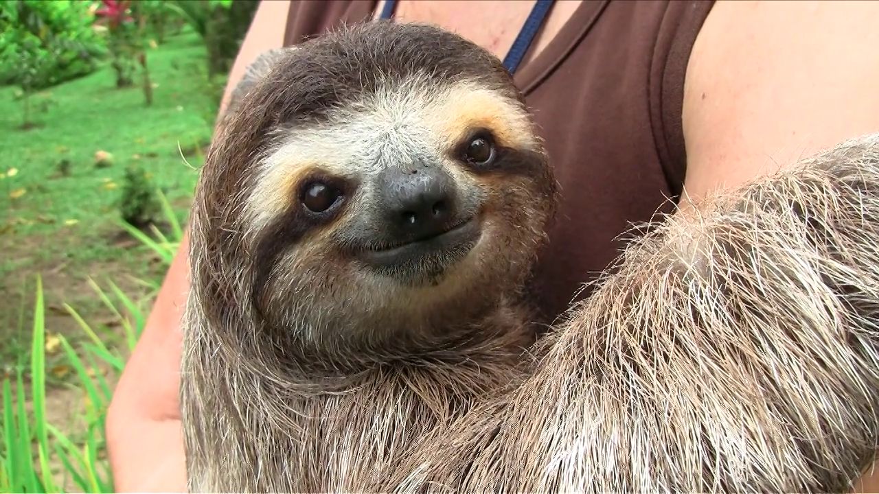 THE CUTE SHOW BABY SLOTHS on Vimeo