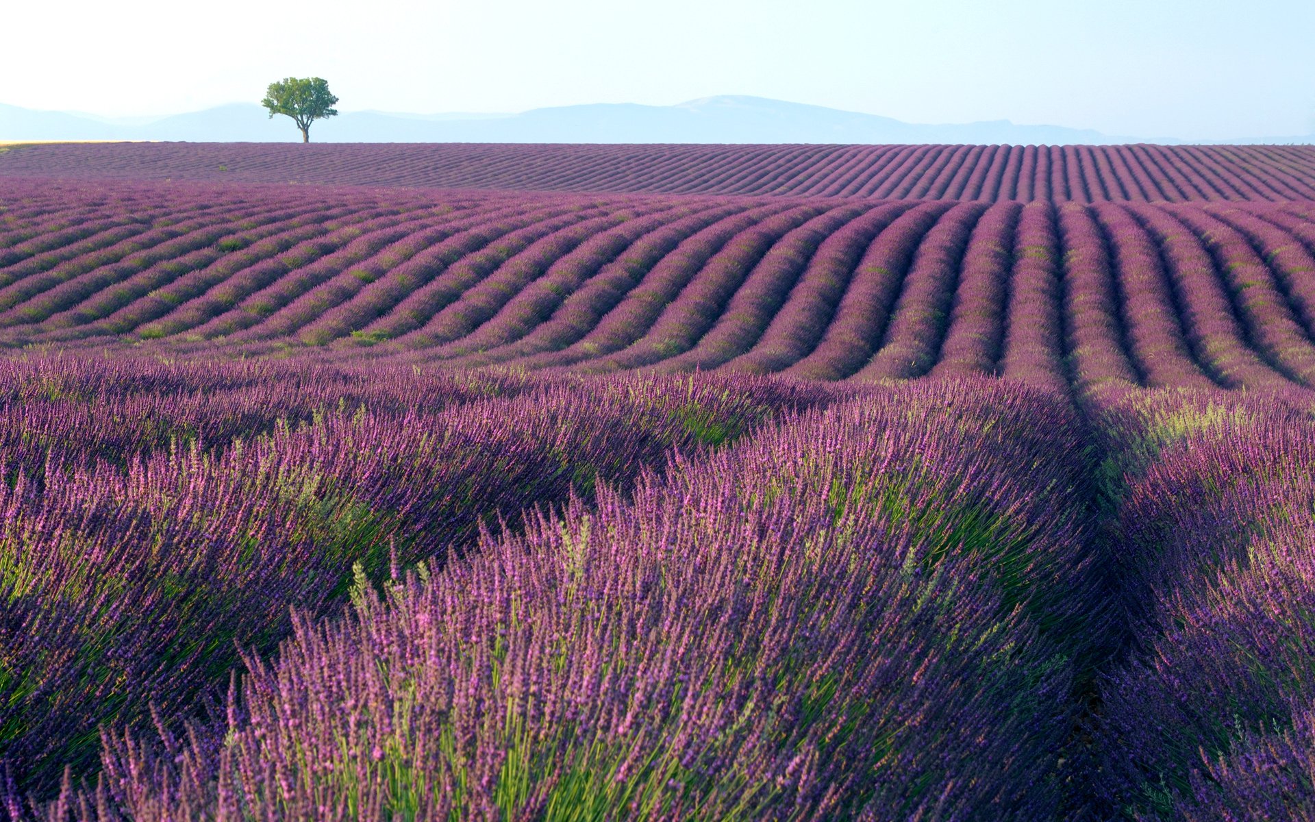 Lavender Full HD Wallpaper And