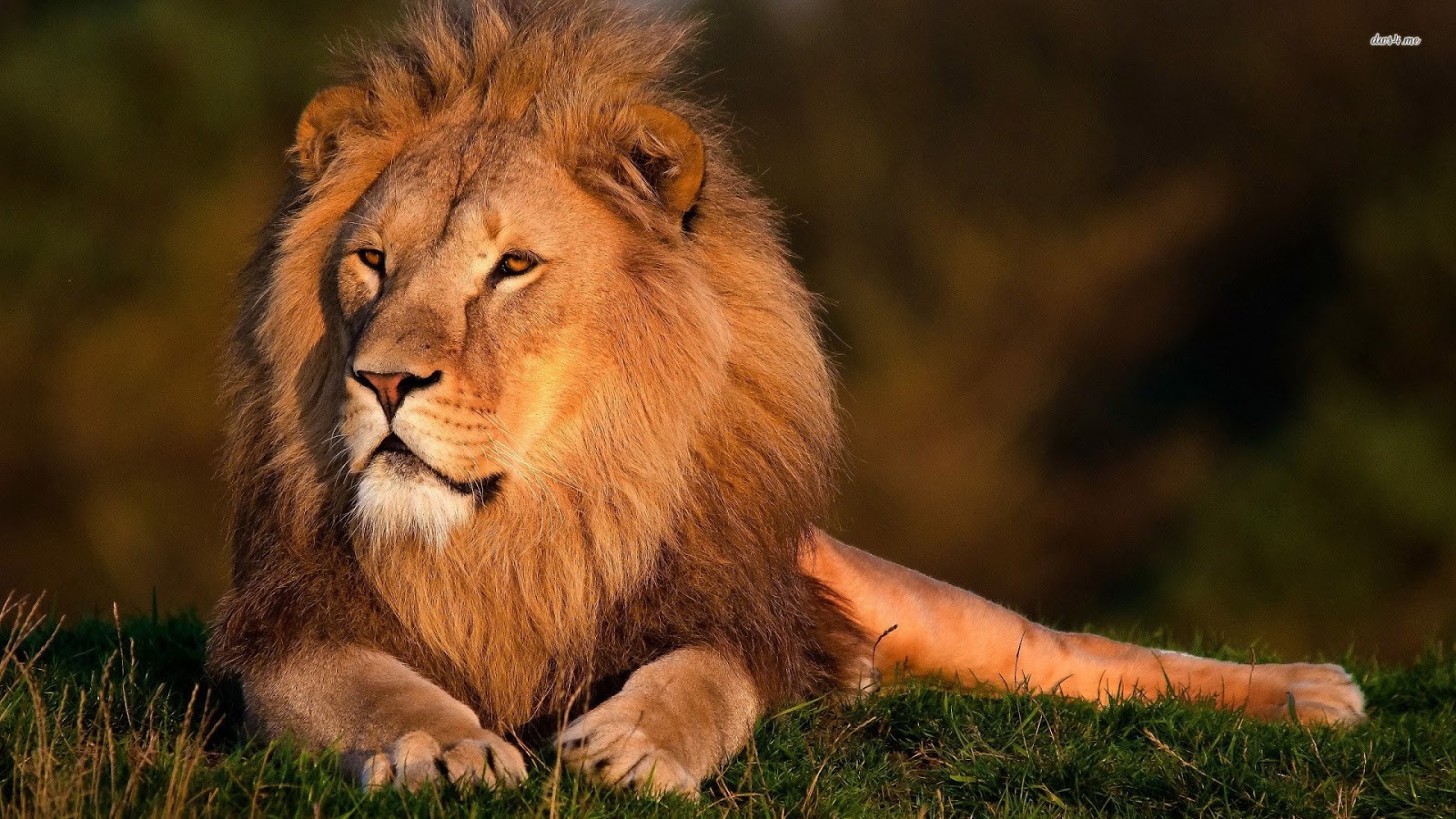 Majestic Male Lion Resting in the Grass