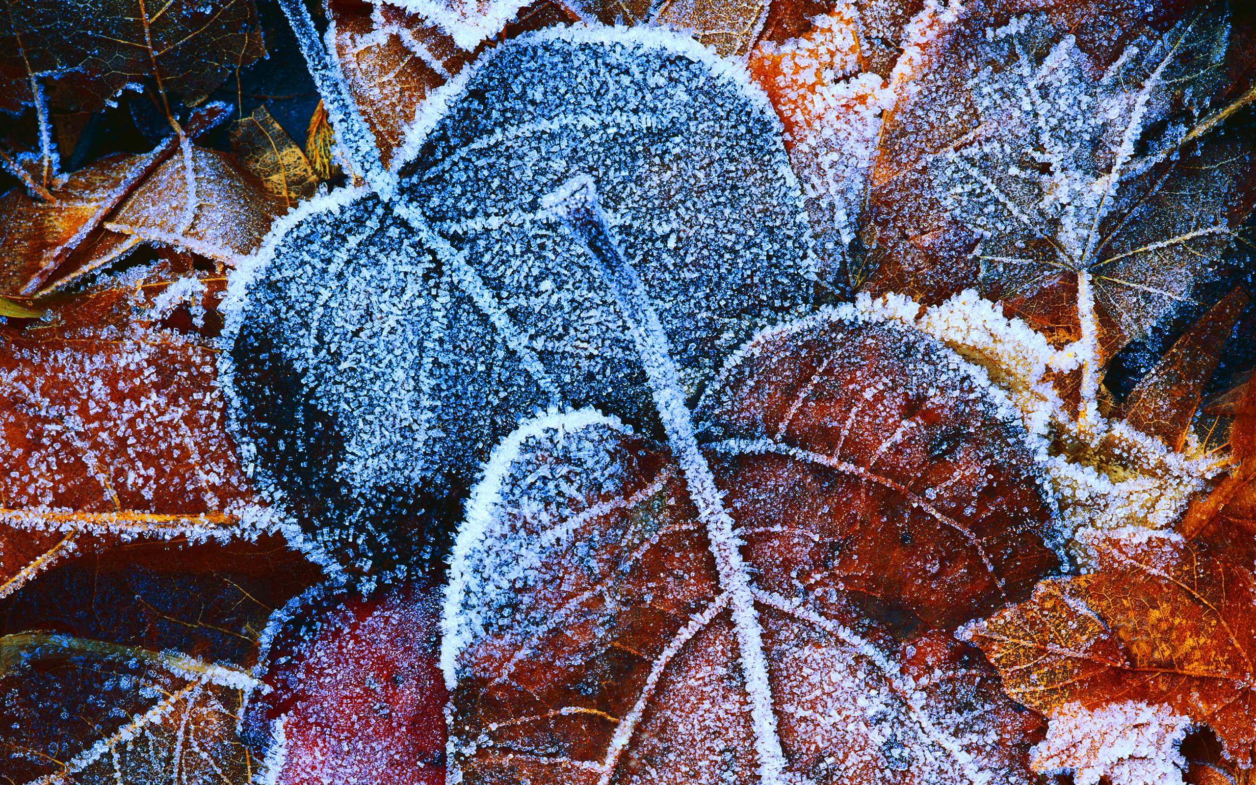 Frosty Autumn Leaves Wallpaper HD