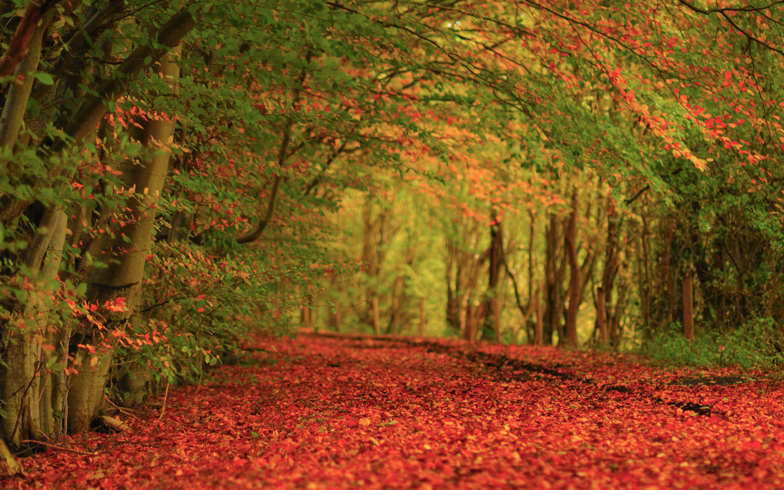 Nature Autumn Foliage Carpet Wallpapers   2560x1600   2338835