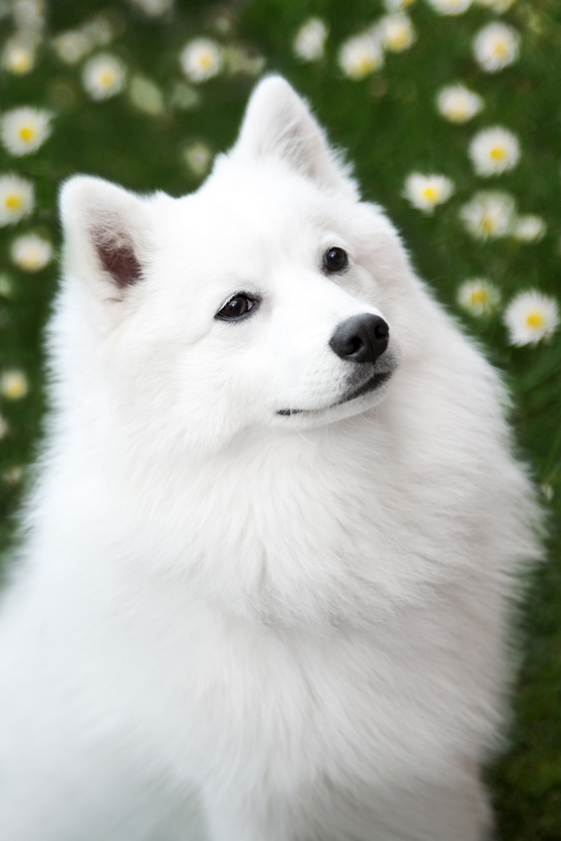 Beautiful Japanese Spitz Dog Photo And Wallpaper