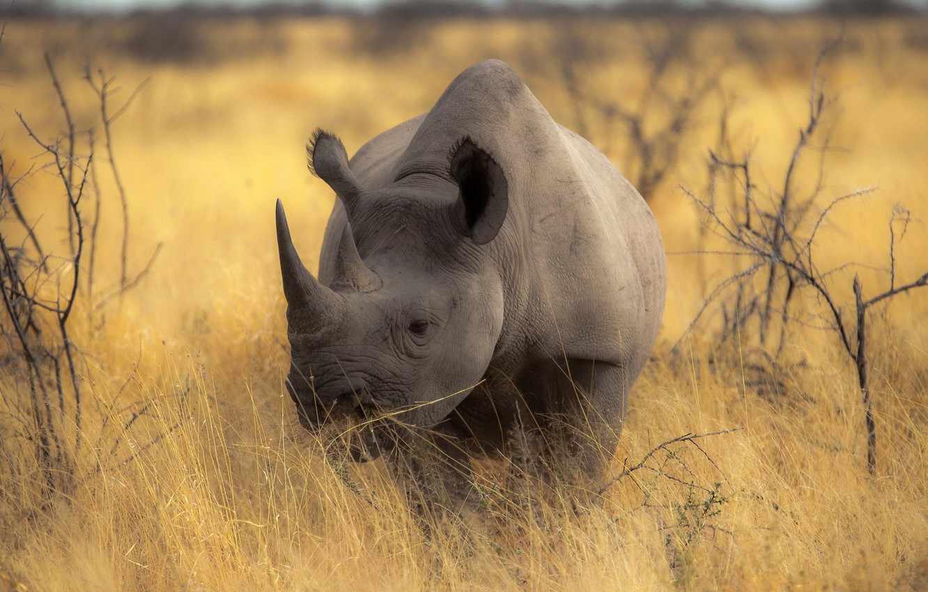 Wallpaper Nature Background Rhino Image For Desktop Section