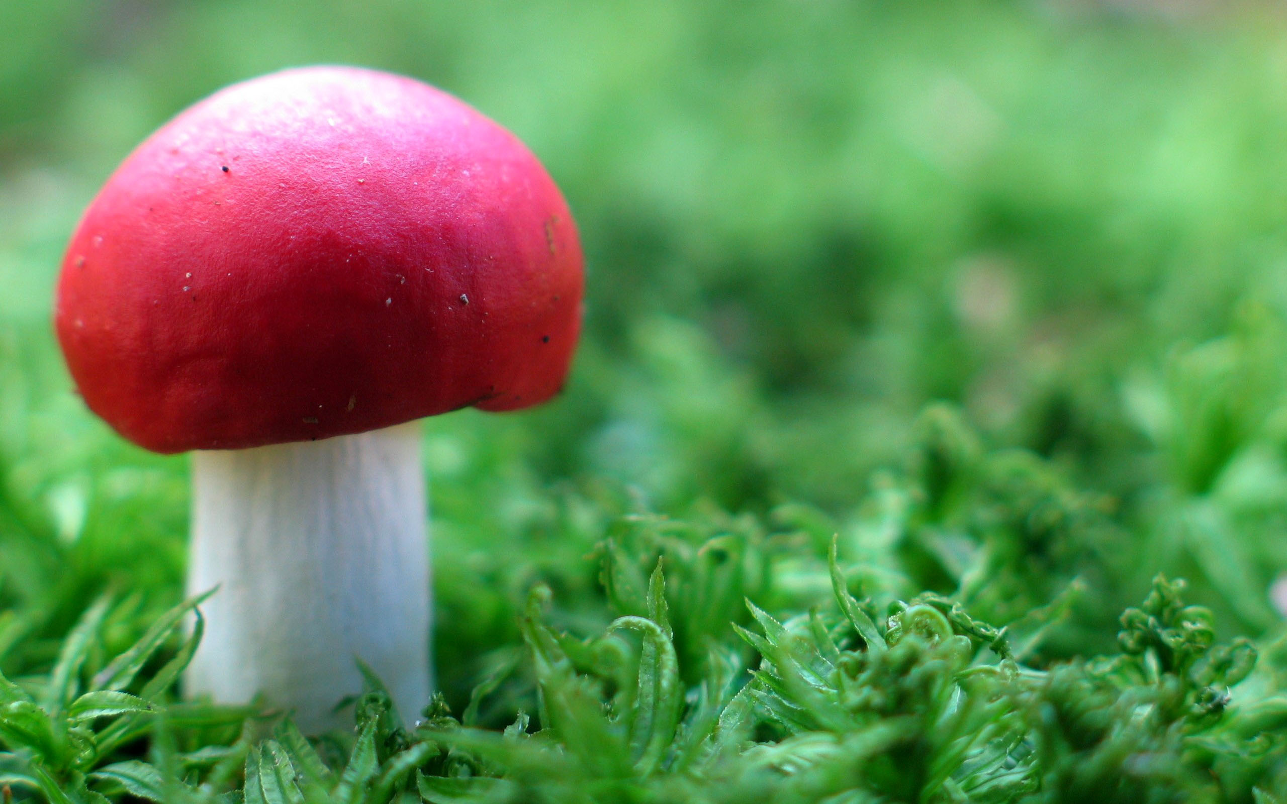 Red Mushroom In Green Wallpaper HD