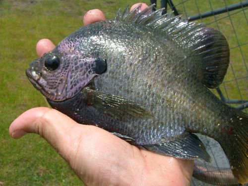 Bluegill Southern Airboat Picture Gallery