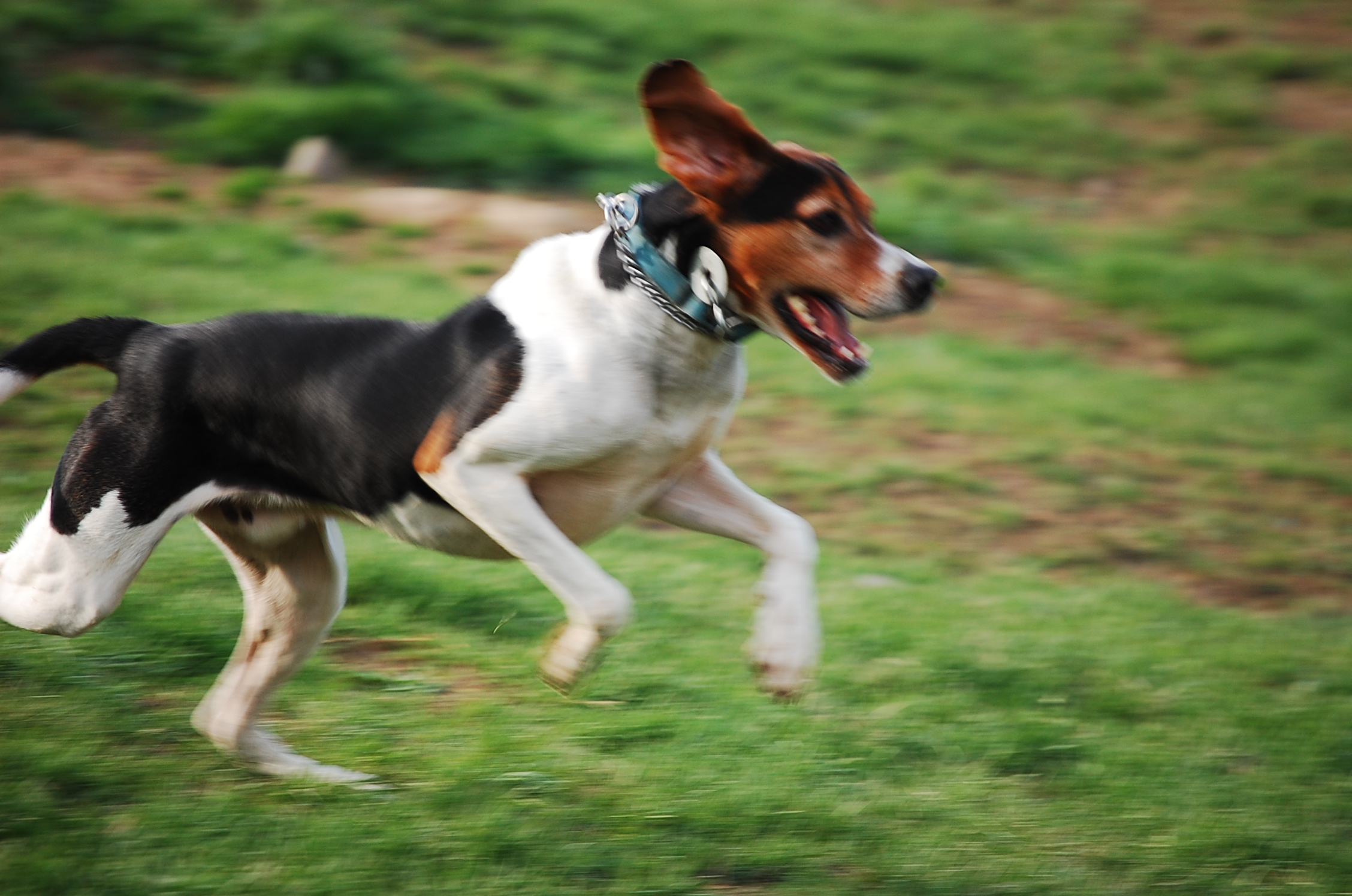 Running Treeing Walker Coonhound Dog Photo And Wallpaper