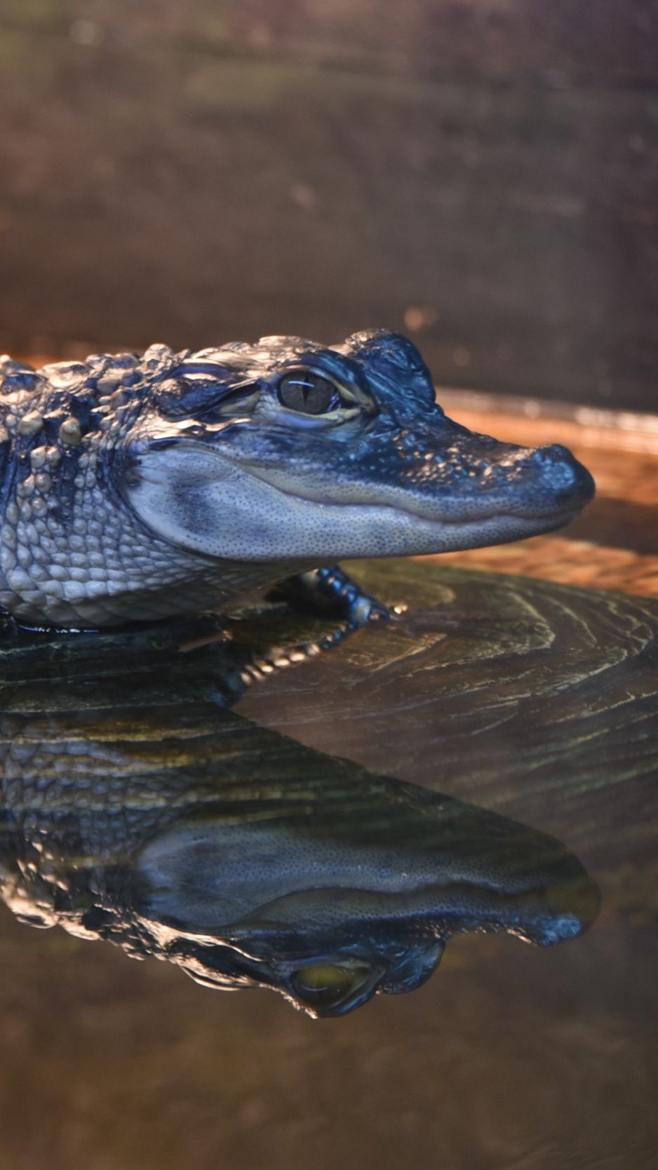 Wallpaper Alligator Crocodile Reptile