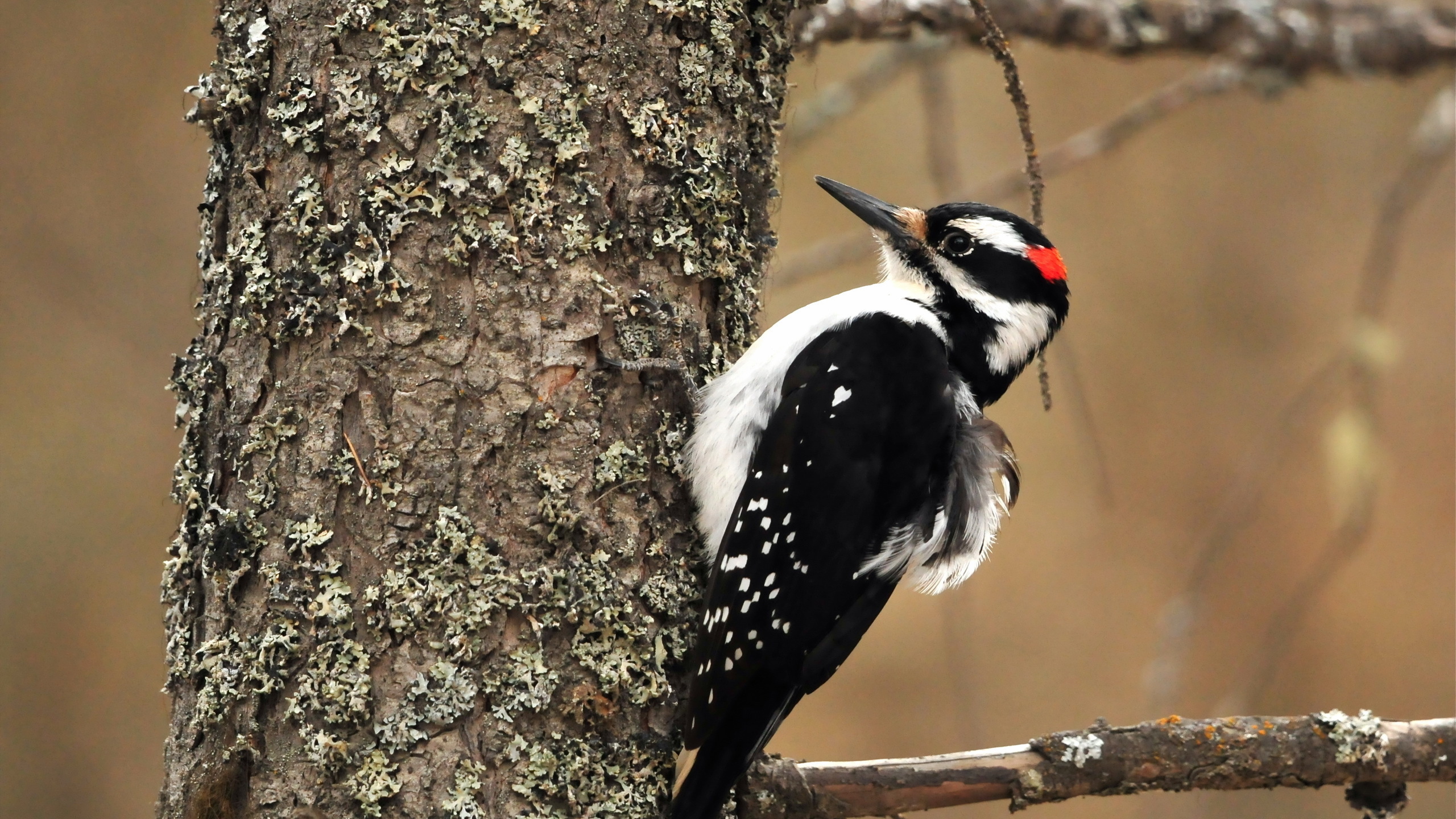 Woodpecker HD Wallpaper