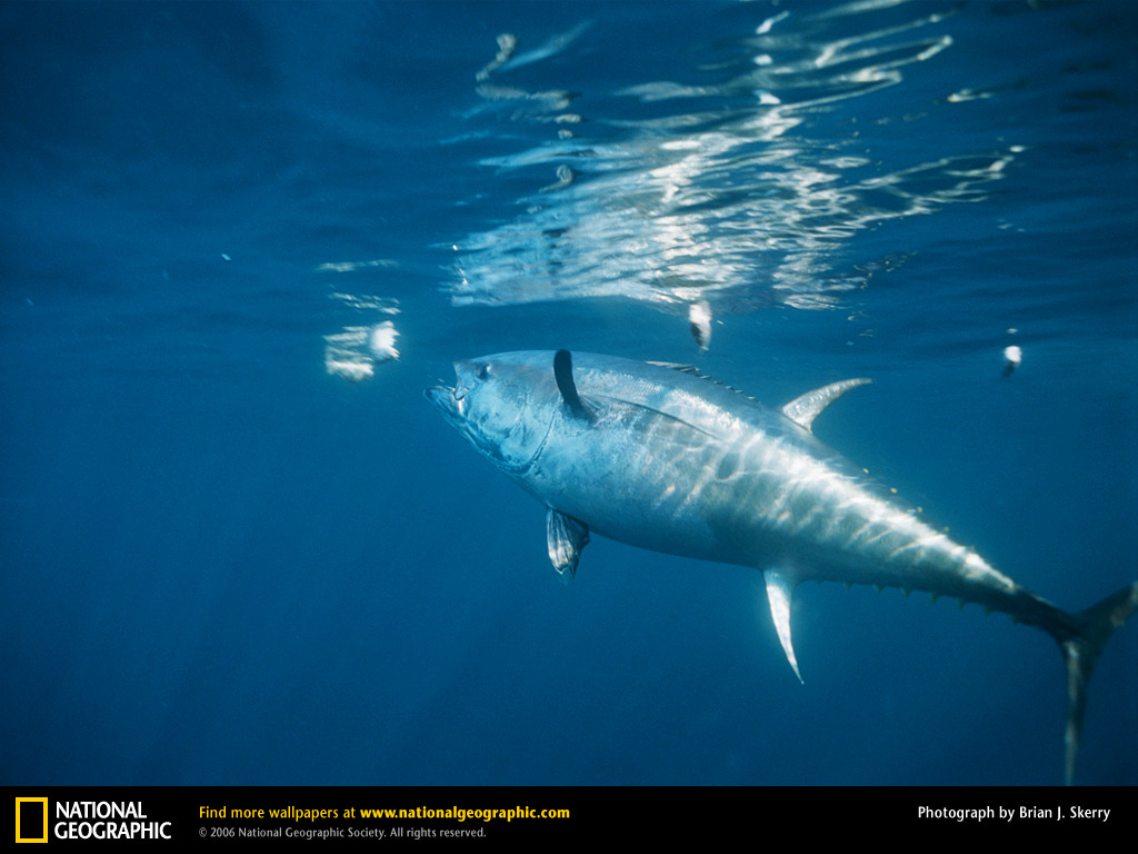 Bluefin Tuna Picture Desktop Wallpaper
