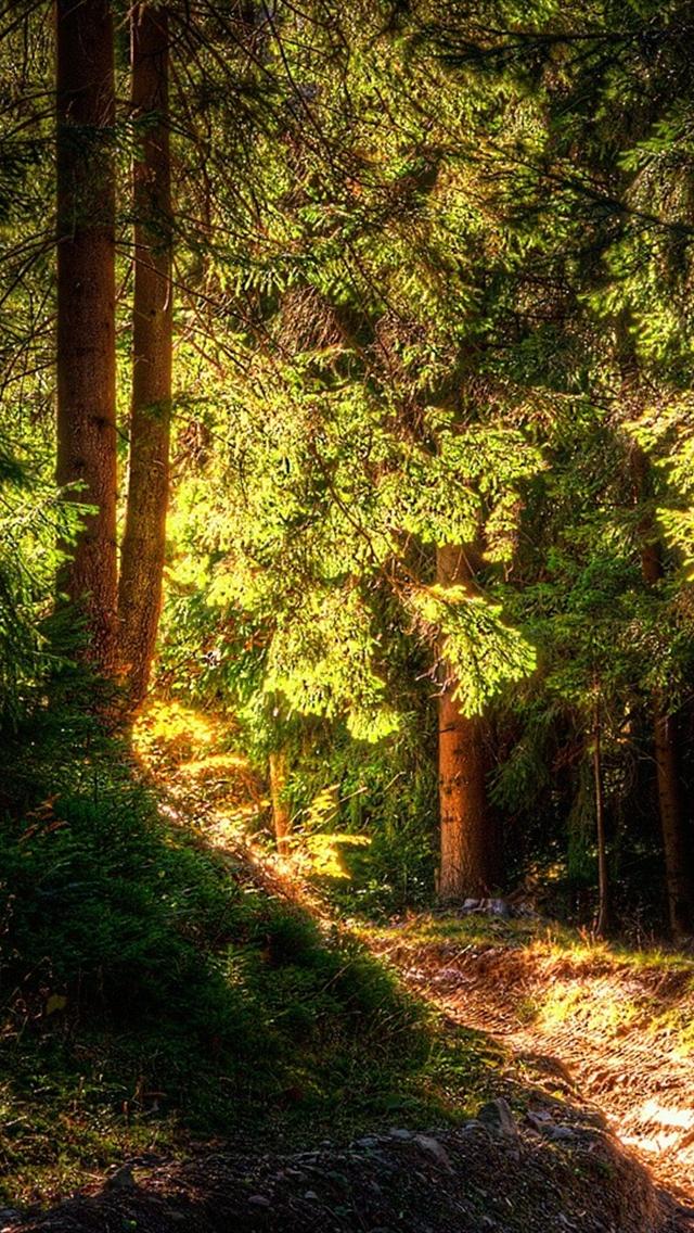 Forest iPhone Wallpaper HD Background