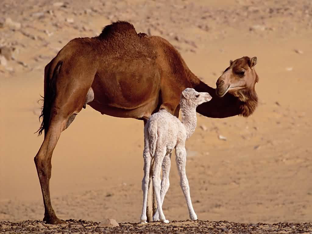 Camel Wallpaper HD Pictures One