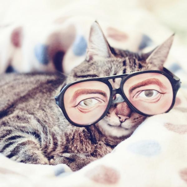 Cute Cats Wearing Glasses Art And Design