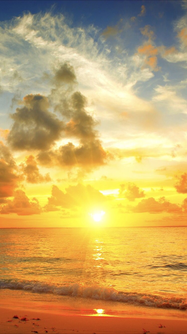 Sunshine On The Sea Wallpaper Sunflower