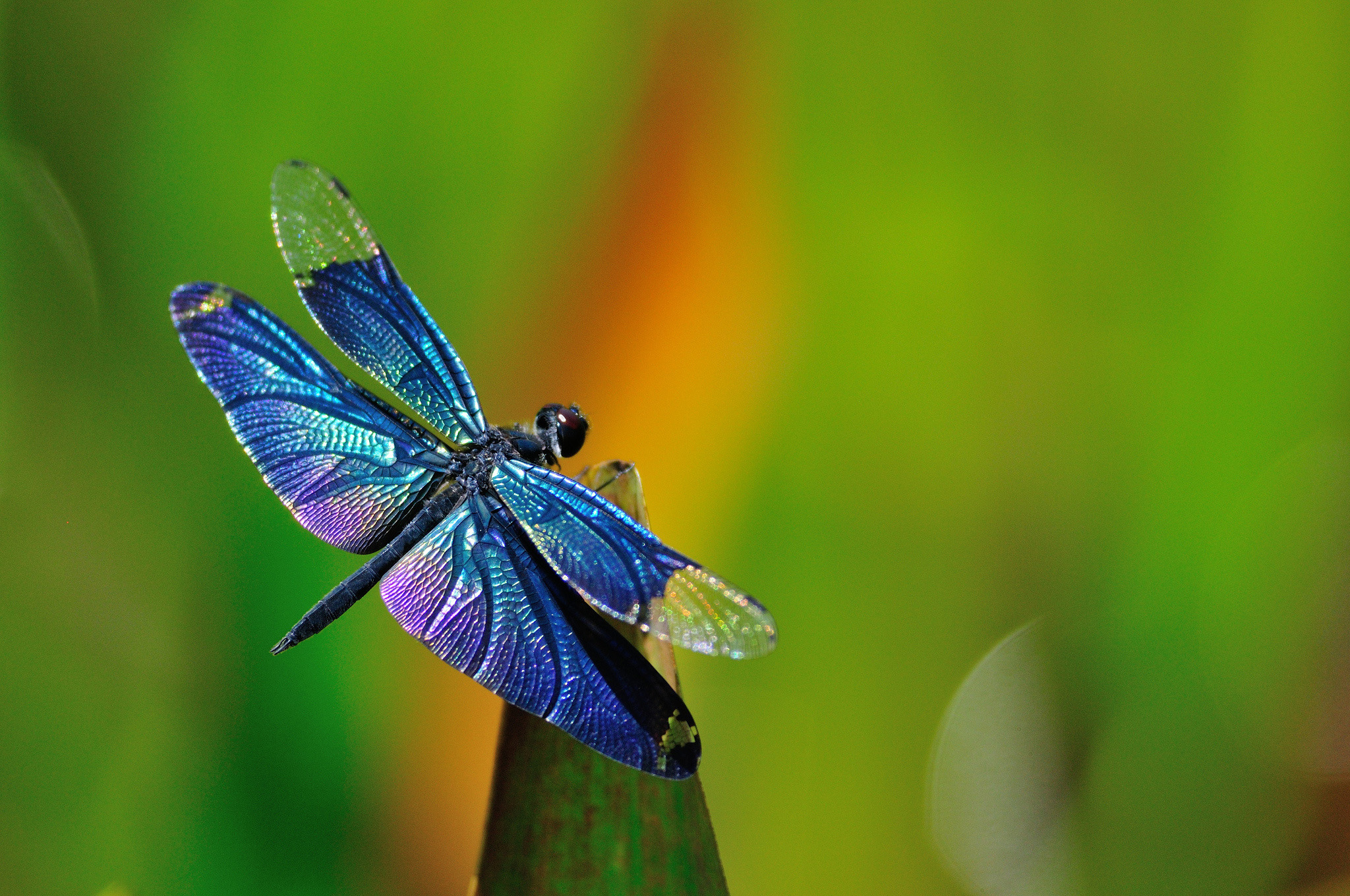 Dragonfly Background