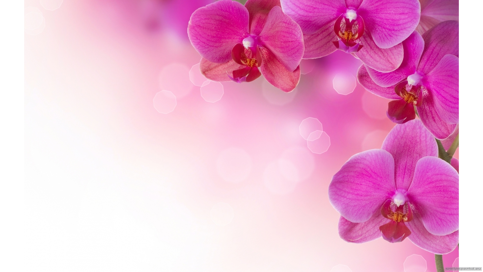 Orchid Wallpaper In Resolution