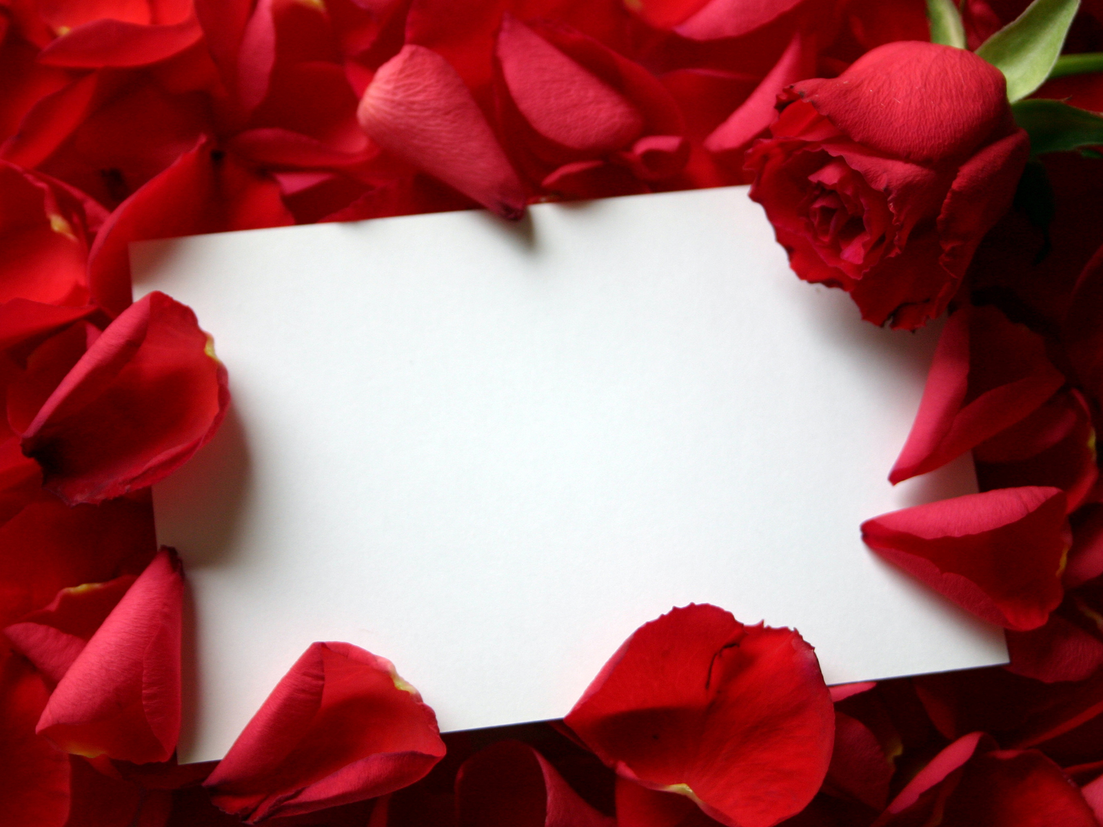 1600x1200 Roses and a letter desktop PC and Mac wallpaper