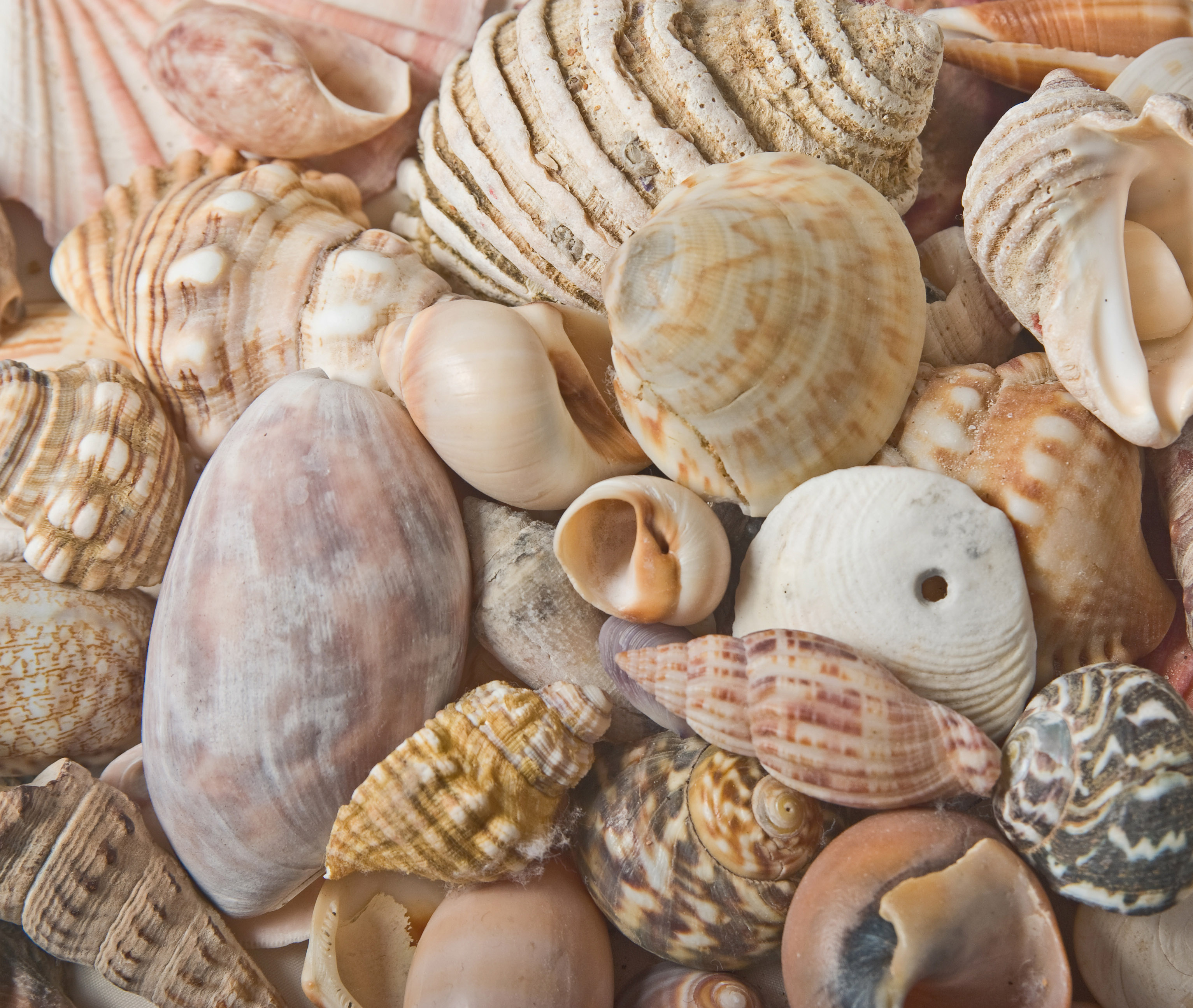 Seashells Background