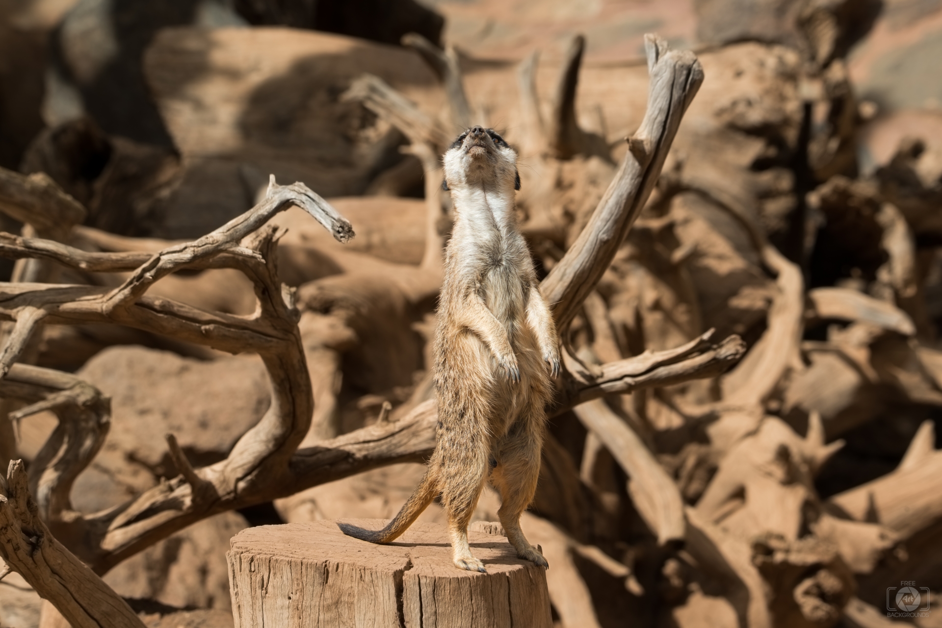 Meerkat Background High Quality Background