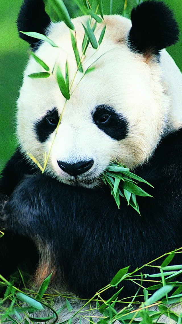 Panda iPhone Wallpaper Background And