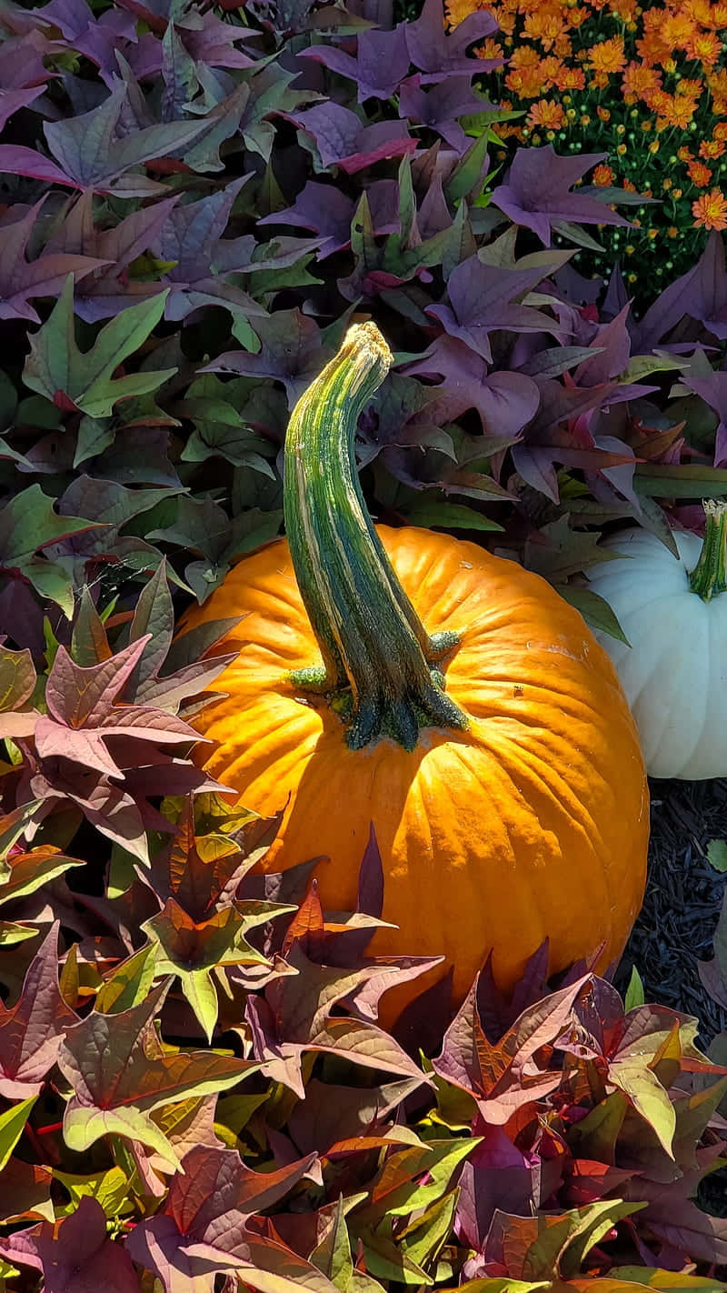 Autumn Pumpkin iPhone Wallpaper