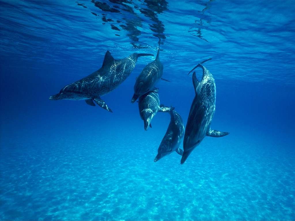 Dolphin Wallpaper 9867 Hd Wallpapers in Animals   Imagescicom 1024x768