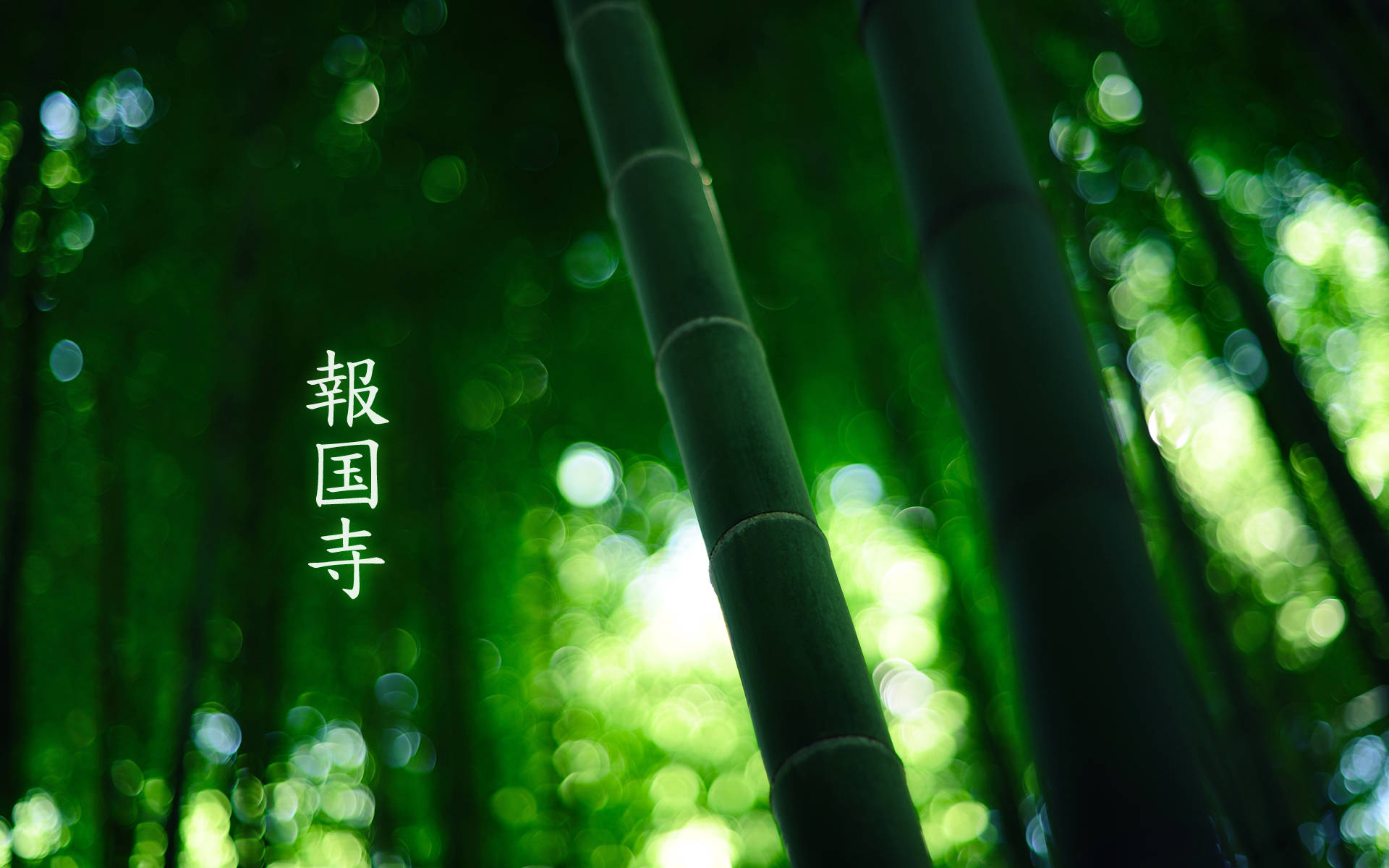 Bamboo HD Wallpaper