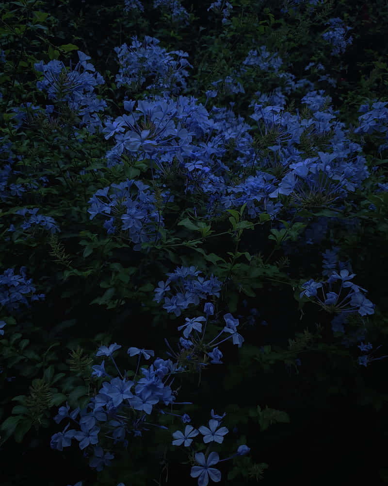 Blue Flowers Aesthetic Wallpaper