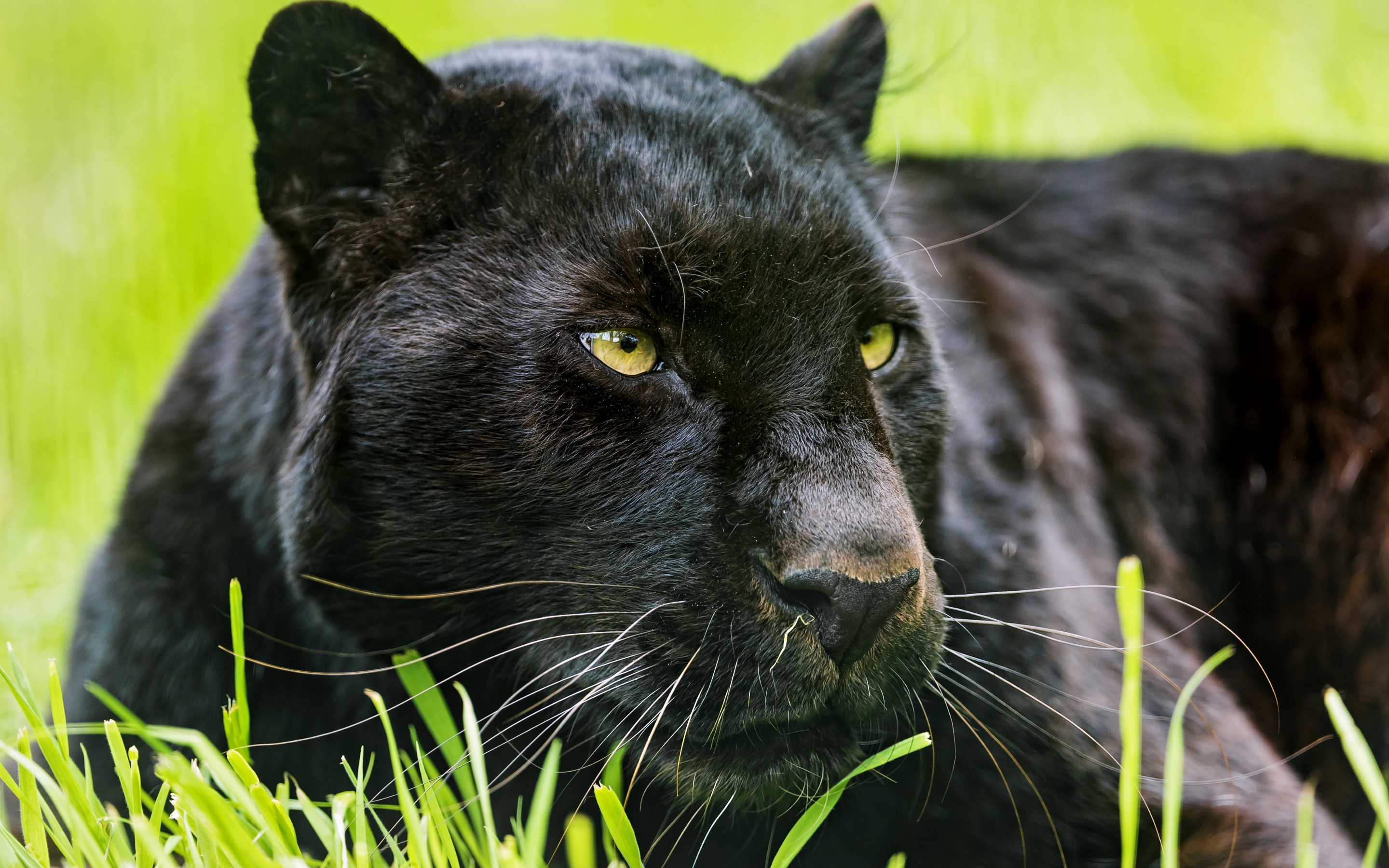 Mystic Black Panther HD Wallpaper